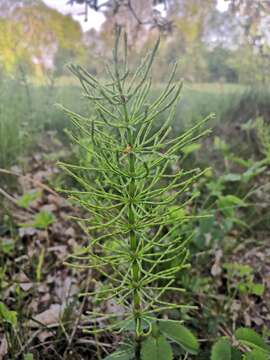 Image of field horsetail