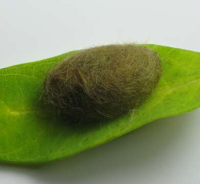 Image of Banded Tussock Moth