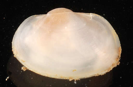 Image of Long Fingernail Clam