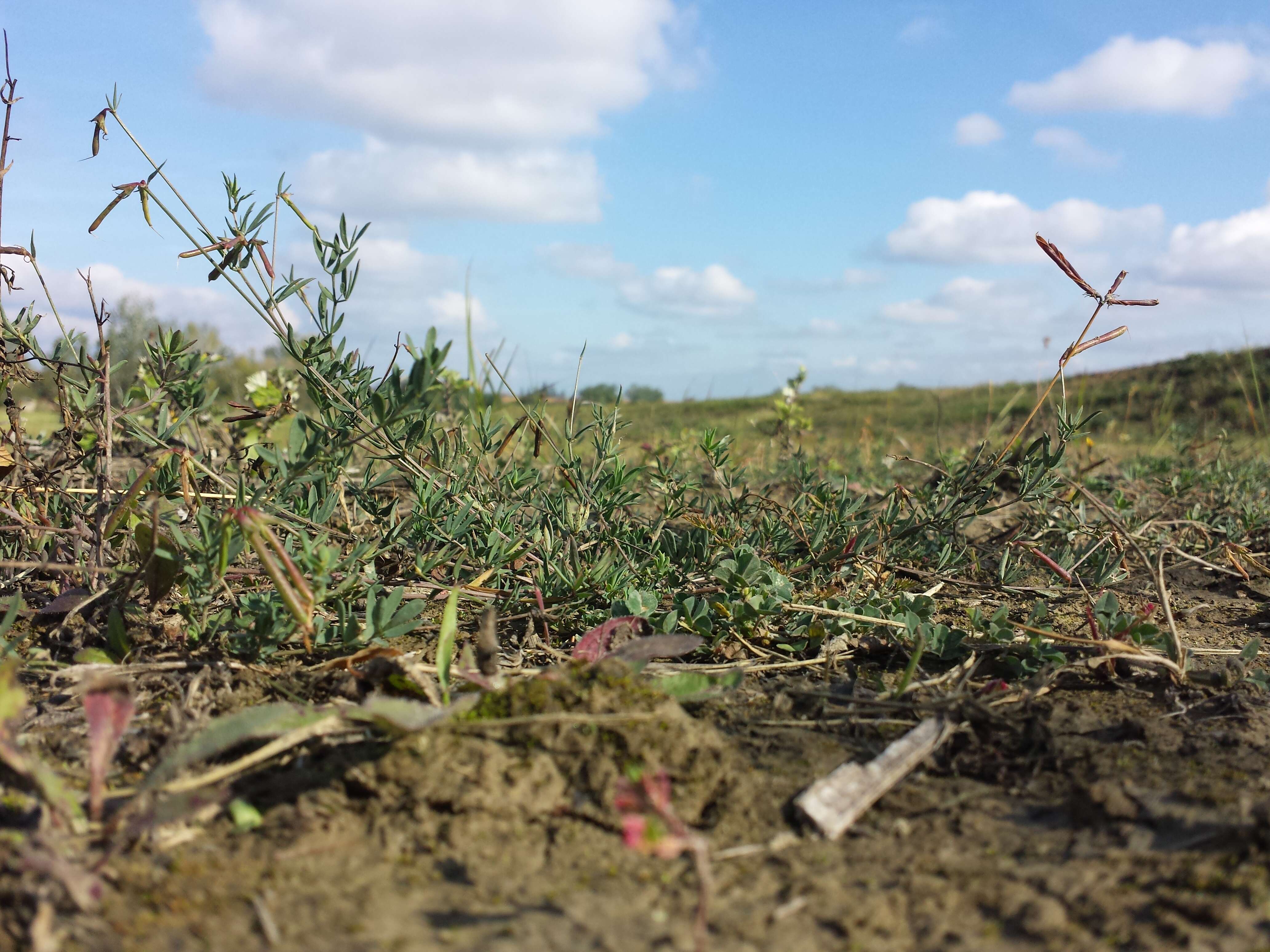 Image of Narrow-leaved Bird's-foot-trefoil