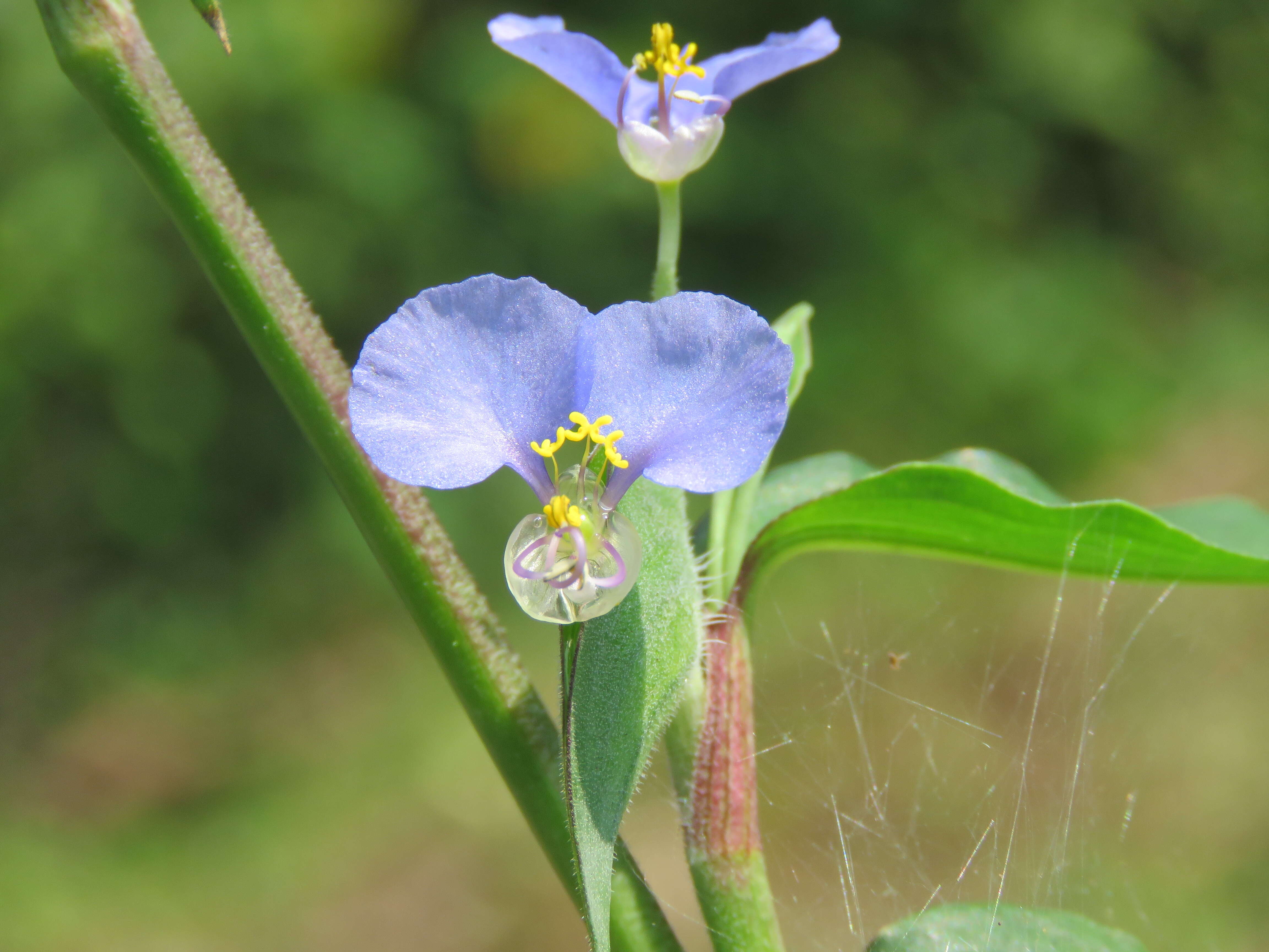 Image of Blousel Blommetjie