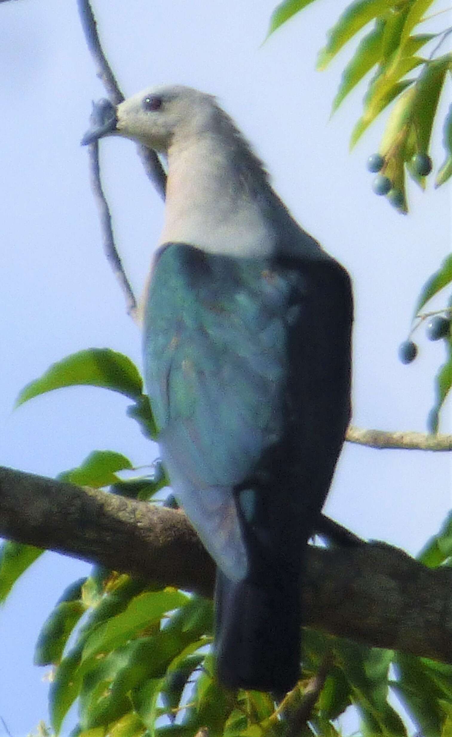 Image of Pacific Imperial Pigeon