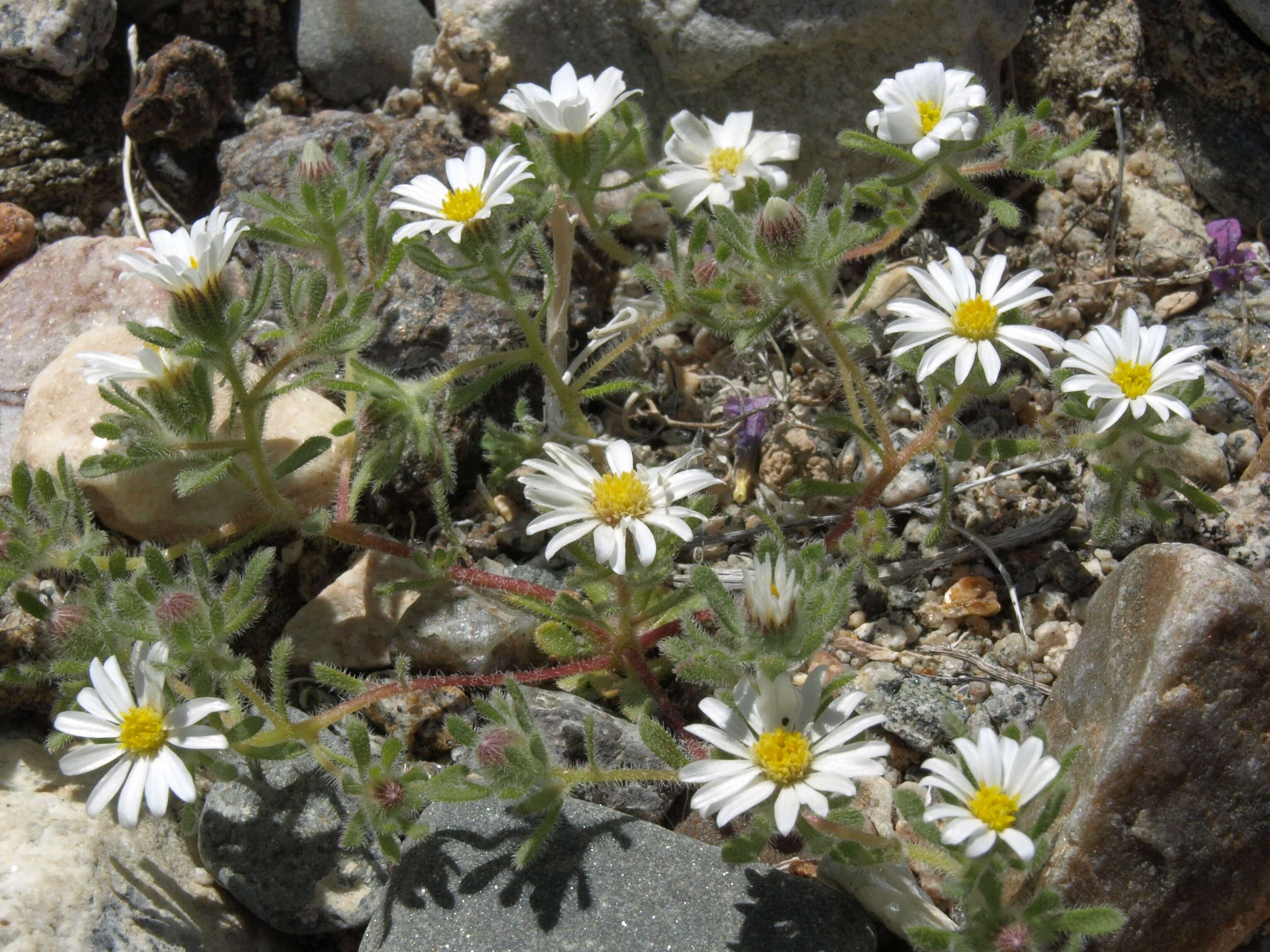 Image of daisy desertstar