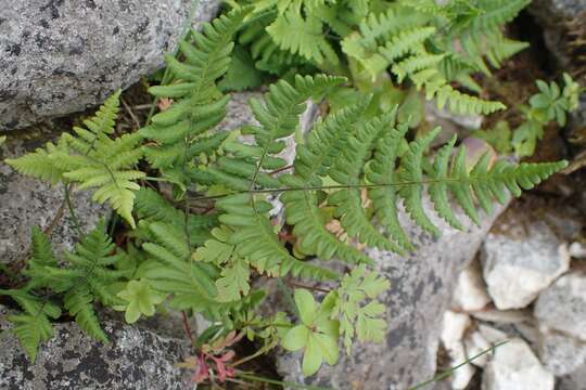 Image of scented oakfern