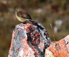 Image of Cape Siskin