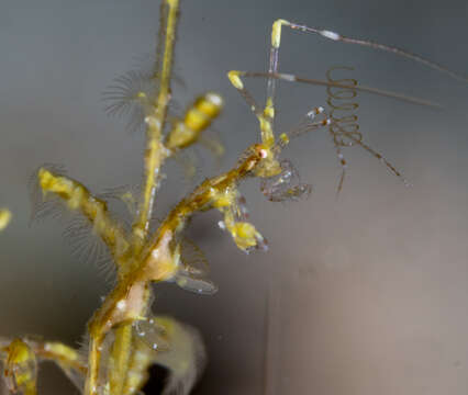 Image of Pink skeleton shrimp