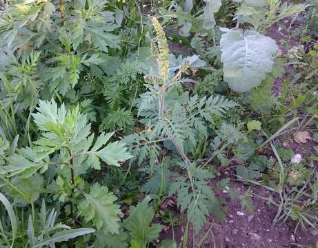 Image of annual ragweed