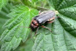 Image of Cantharis rustica