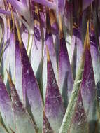 Image of Moor's Cotton Thistle