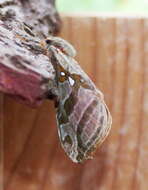 Image of Silver-spotted Ghost Moth