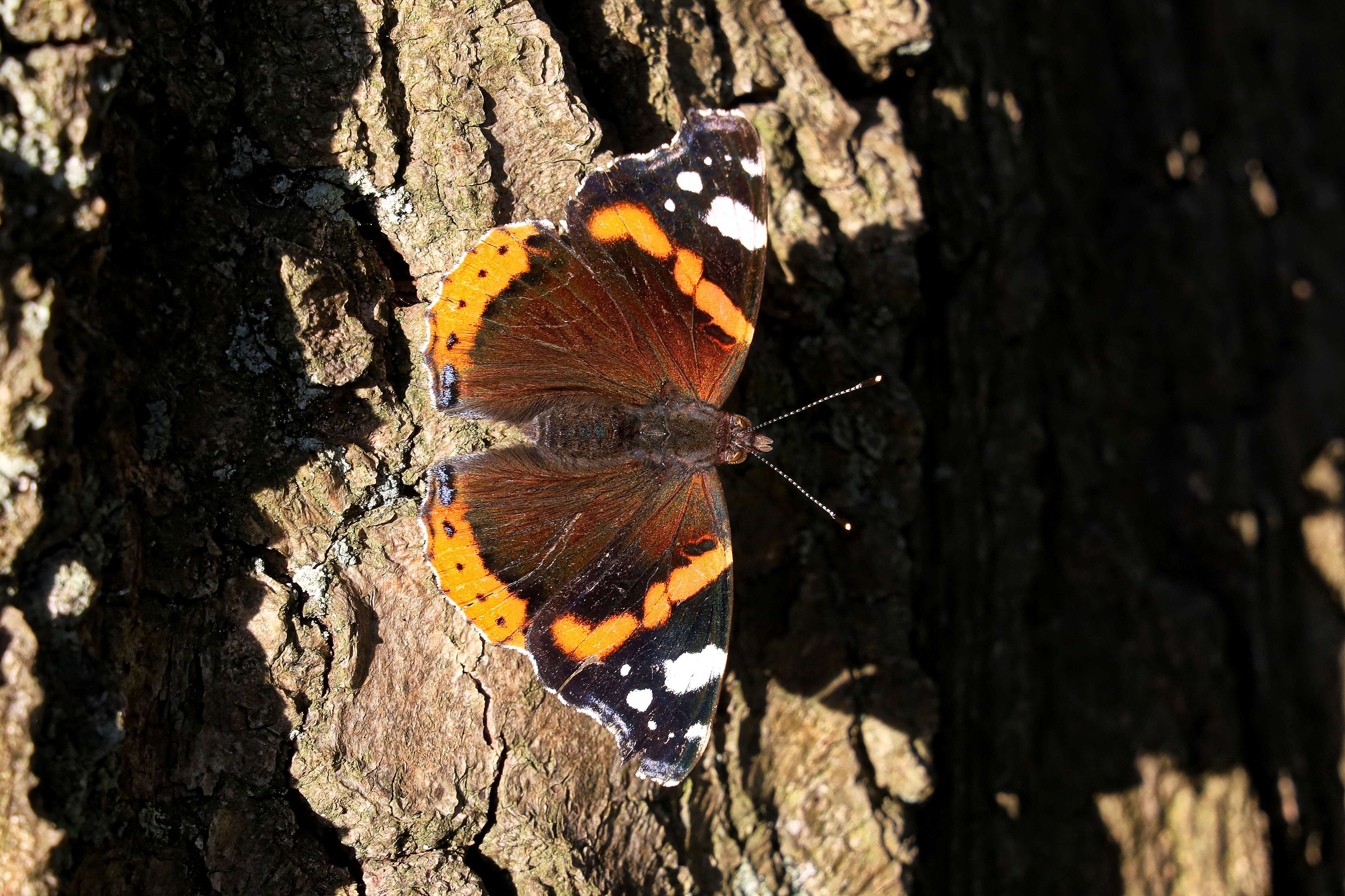 Image of Red Admiral