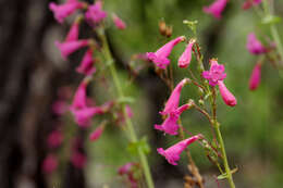 Image of desert penstemon