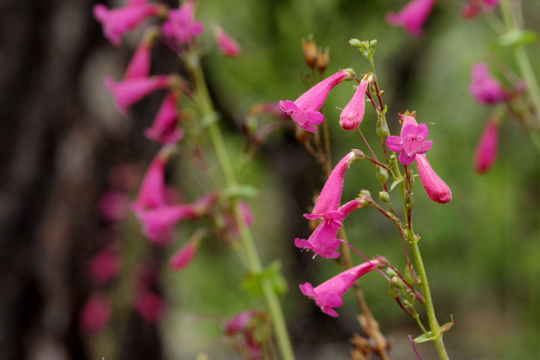 Image of desert penstemon