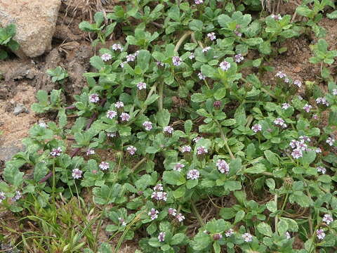 Plancia ëd Phyla nodiflora (L.) Greene