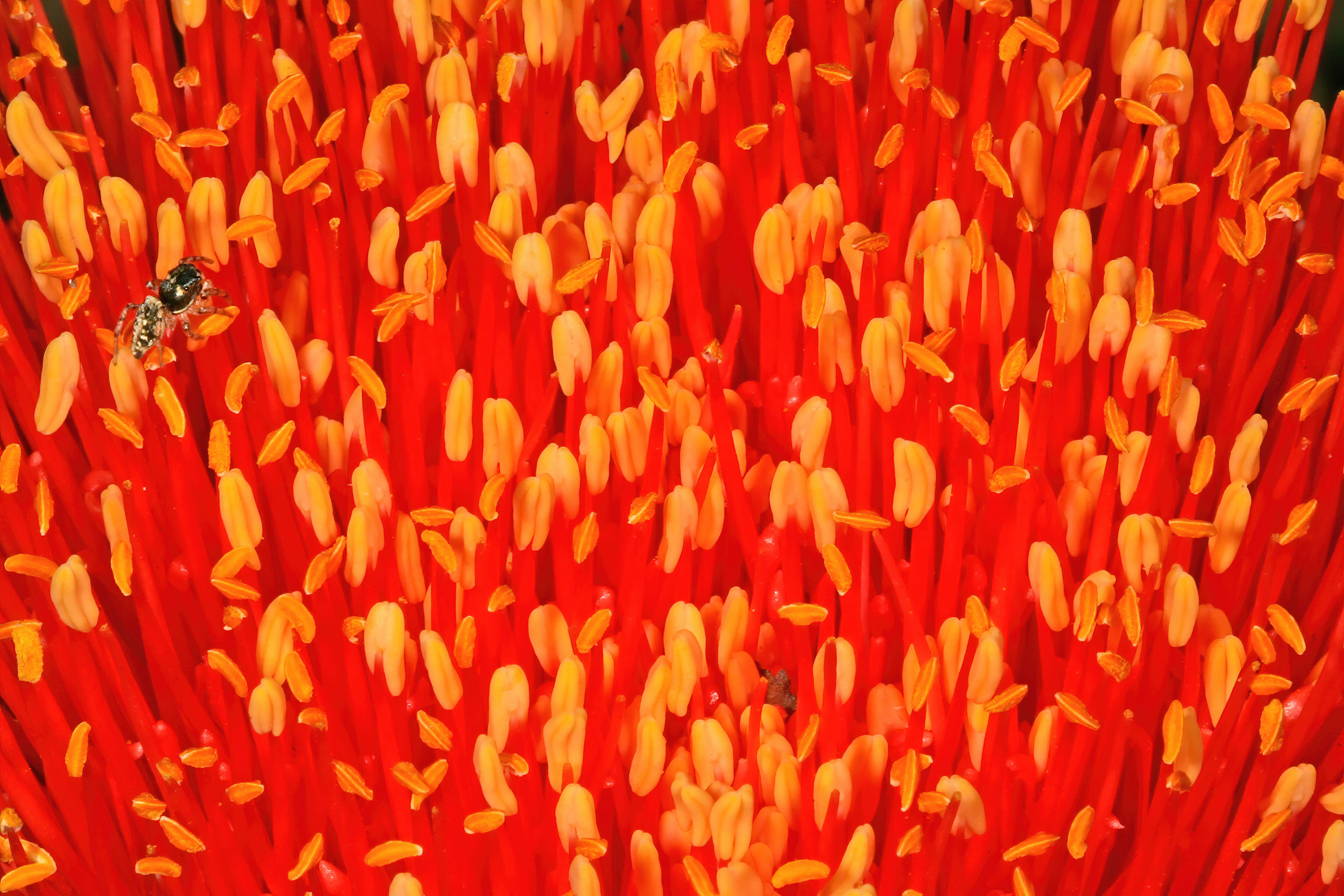 Image of Paintbrush lily