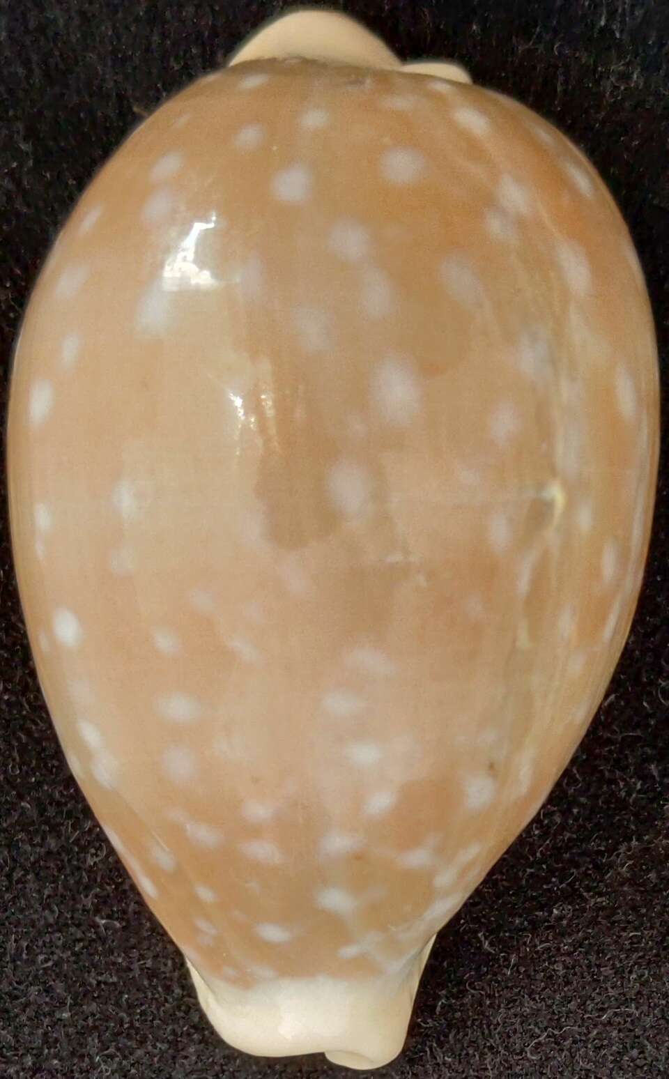 Image of camel cowrie