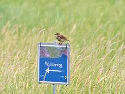 Image of Meadow Pipit