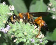 Image of Great Golden Digger Wasp