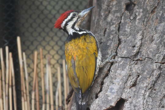 Image of Black-rumped Flameback