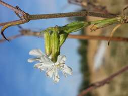 Слика од Silene dichotoma Ehrh.