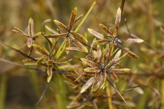 Image of Yellow Flat Sedge