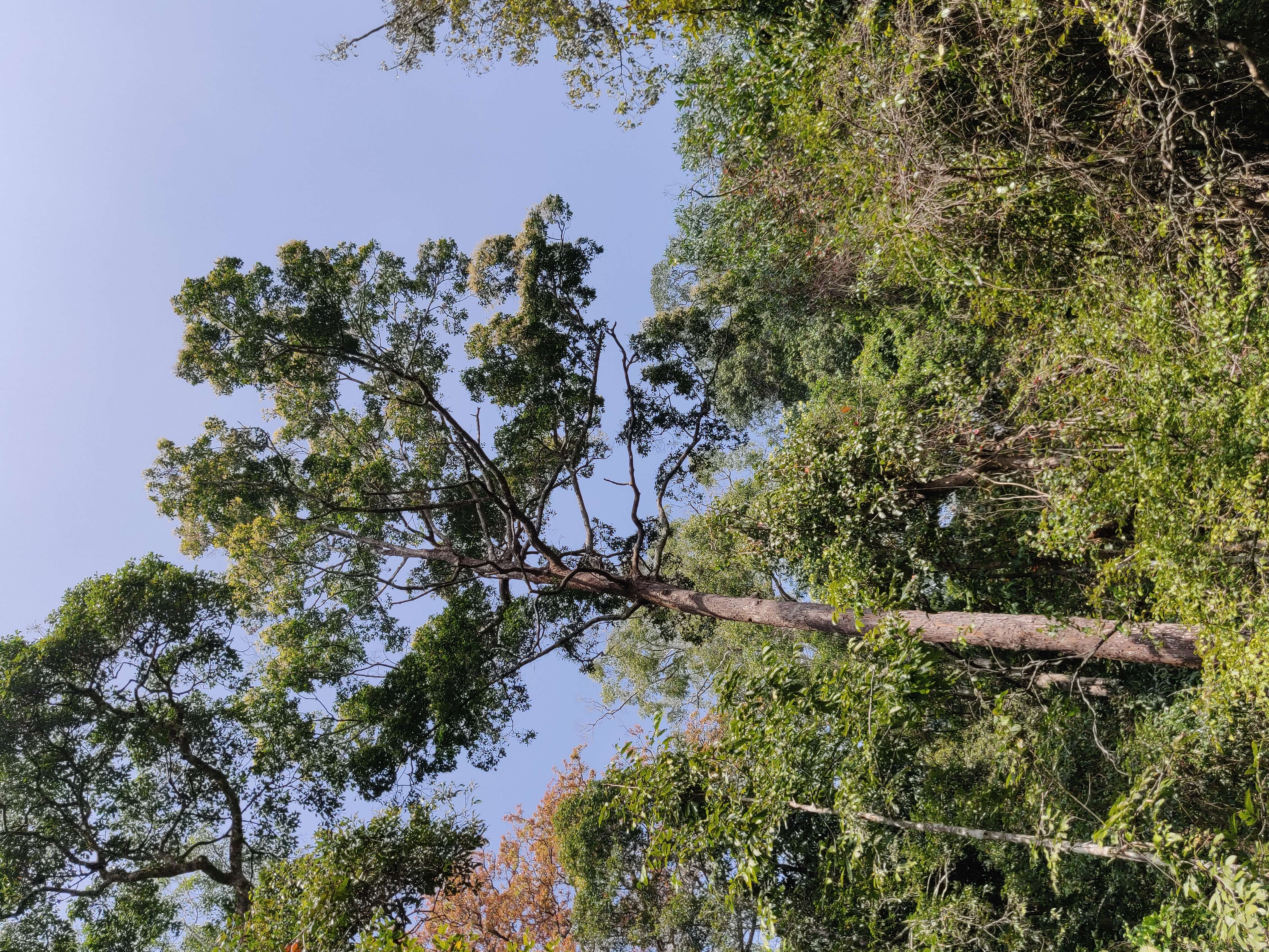 Image of Hopea parviflora Bedd.