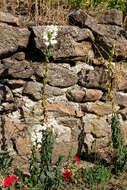 Plancia ëd Antirrhinum majus L.