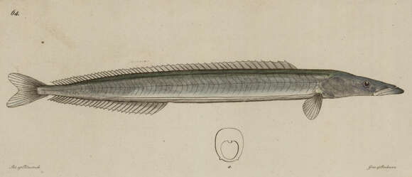 Image of Lesser Sand-eel