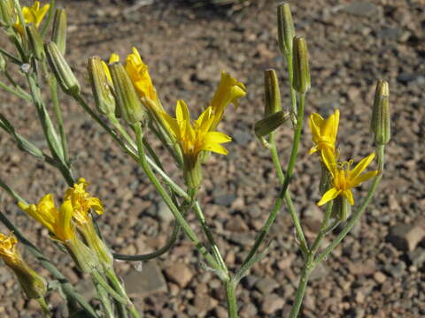 Image of limestone hawksbeard