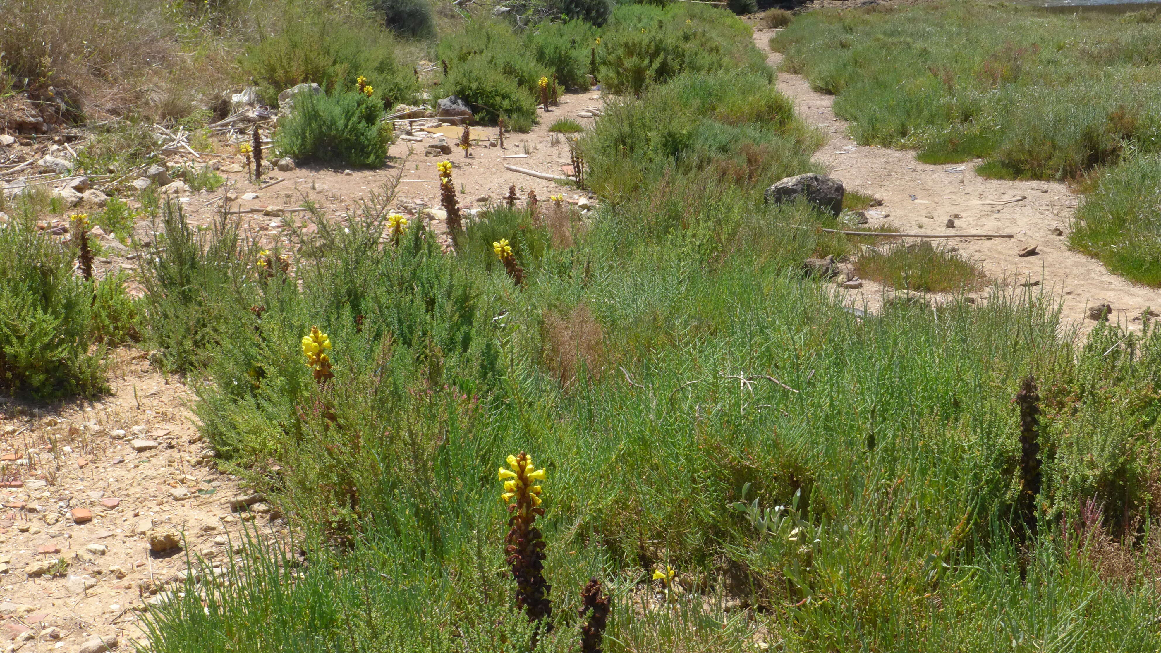 Image of Cistanche phelypaea