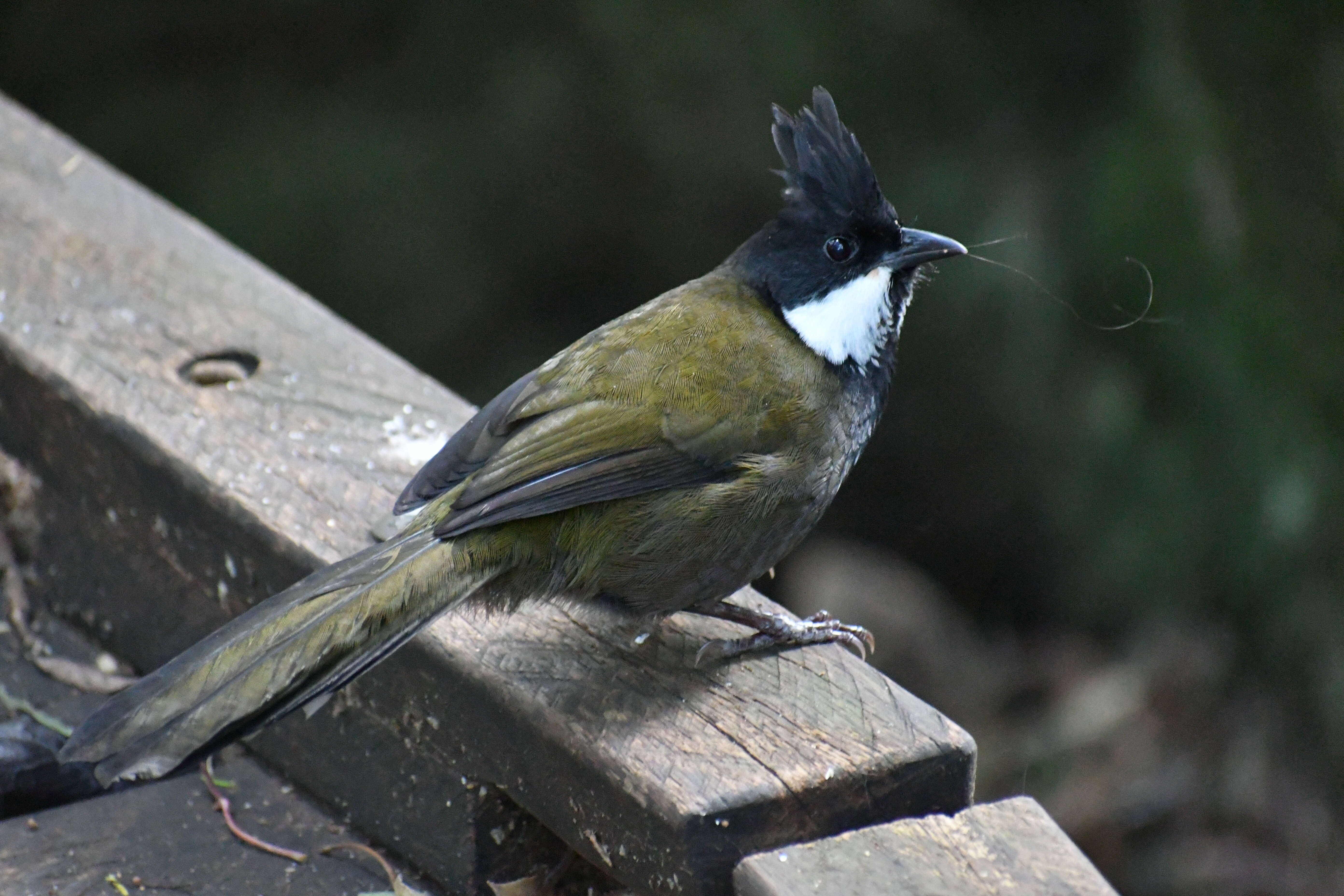 Image of Eastern Whipbird