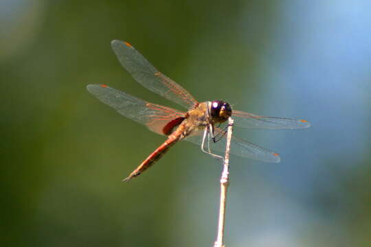 Tramea insularis Hagen 1861 resmi