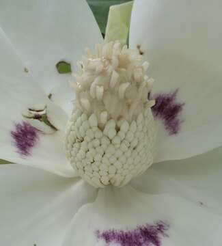 Image of Big-Leaf Magnolia