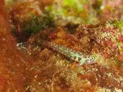 Image of Redblotched pygmy goby