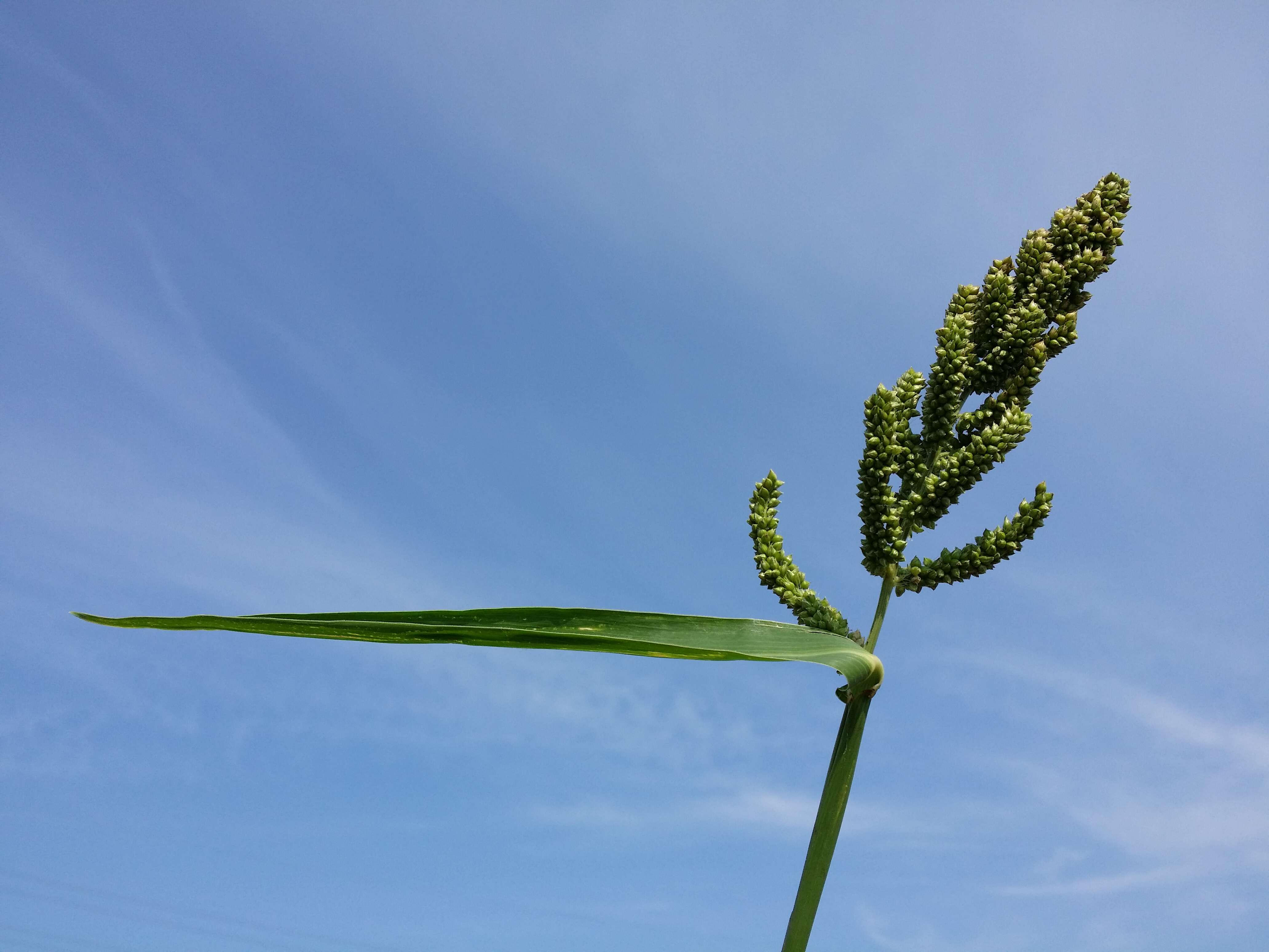 Image of Japanese millet