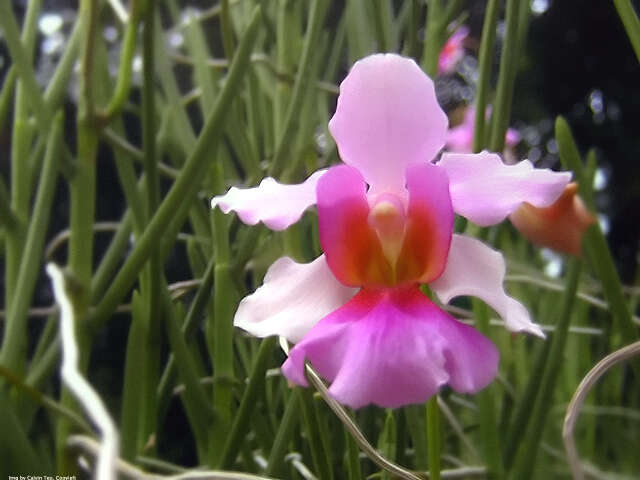 Image of Vanda teres × Vanda hookeriana