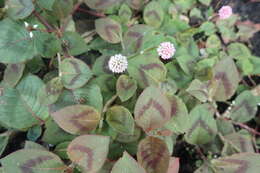 Imagem de Persicaria capitata (Buch.-Ham. ex D. Don) H. Gross