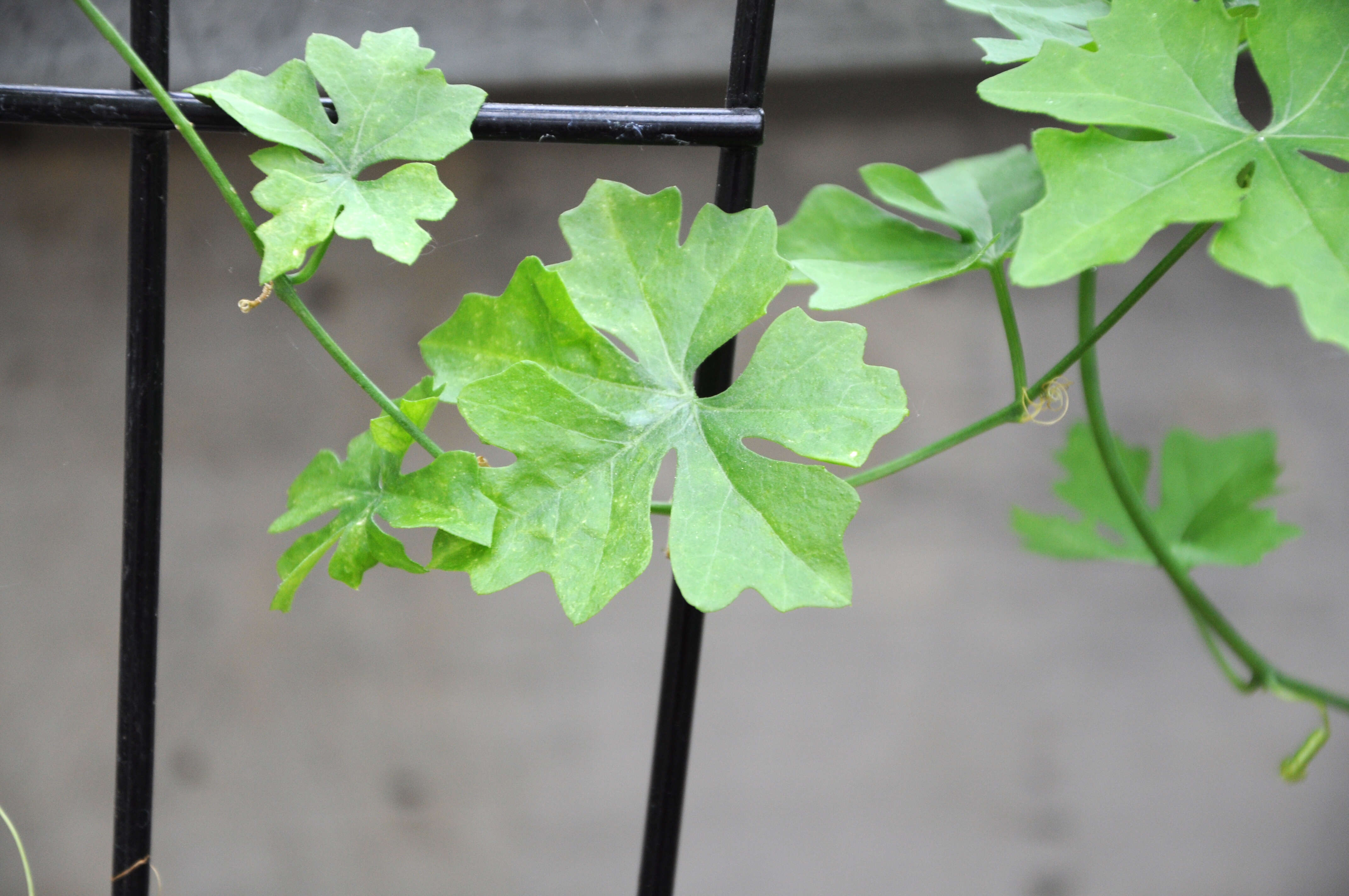 Image of Ibervillea sonorae (S. Wats.) Greene