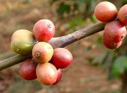 Coffea arabica L. resmi