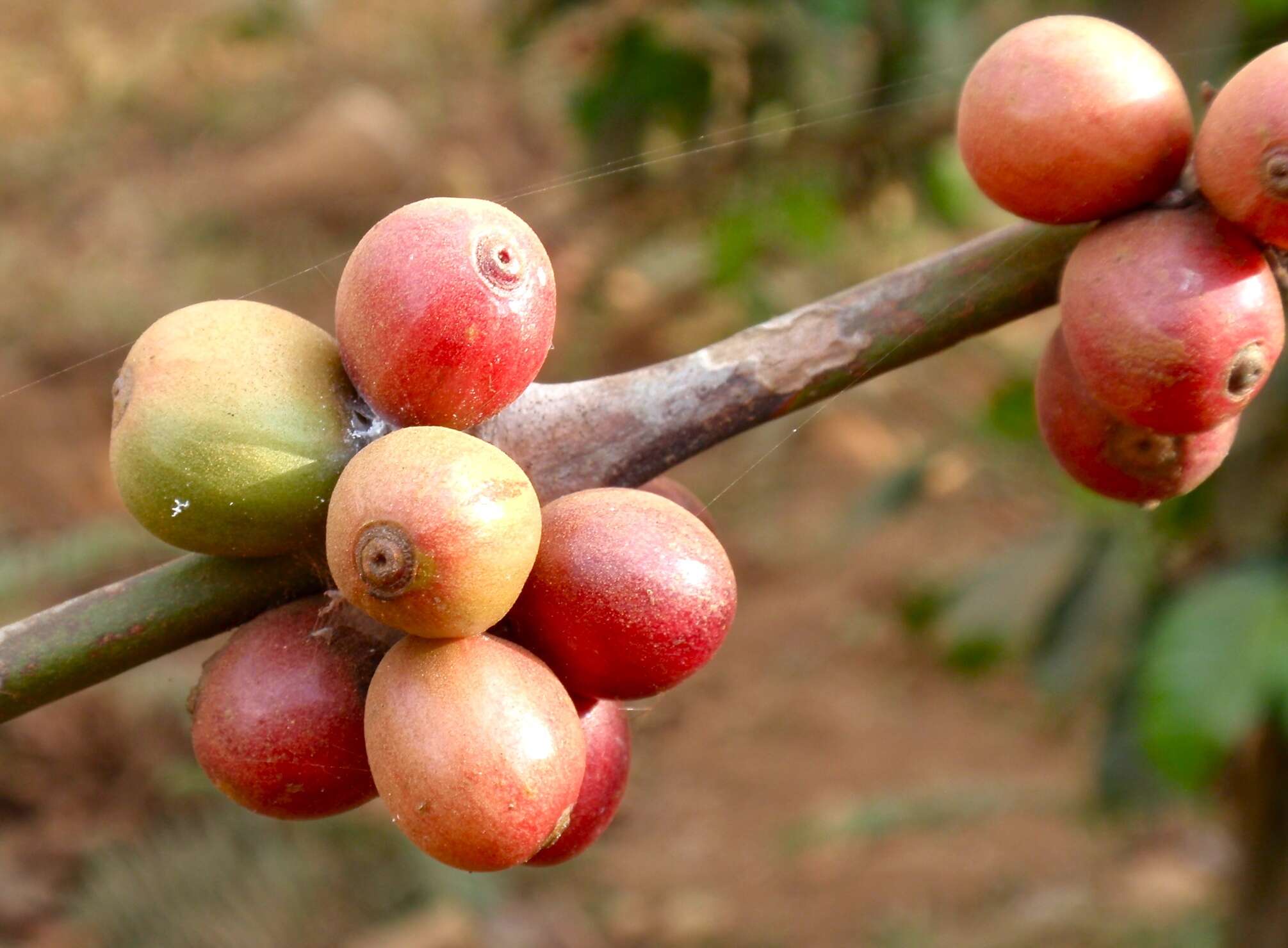 Image of Arabian coffee