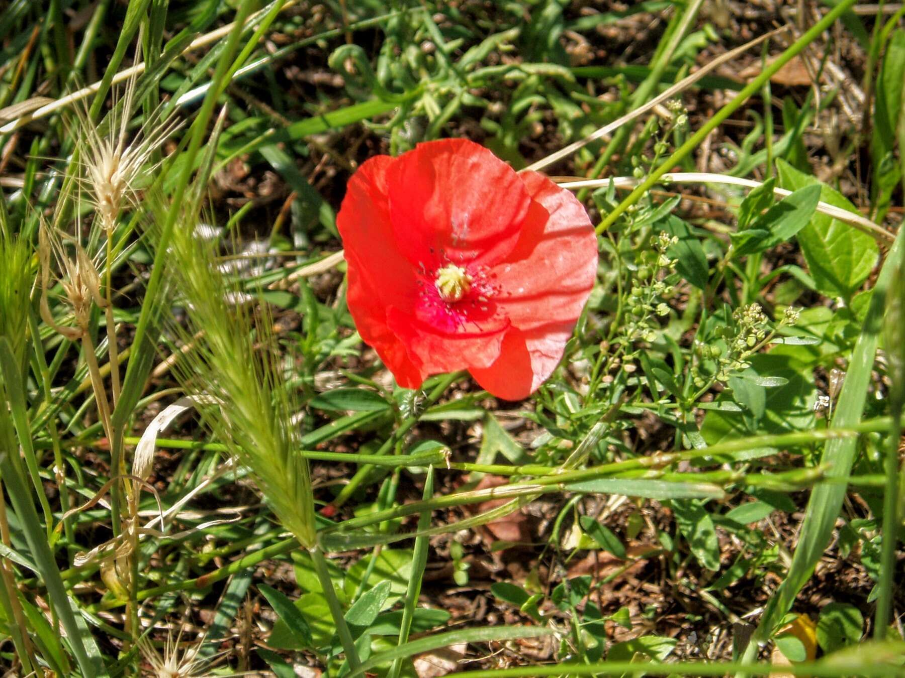 Image of corn poppy