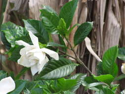 Image of Cape jasmine