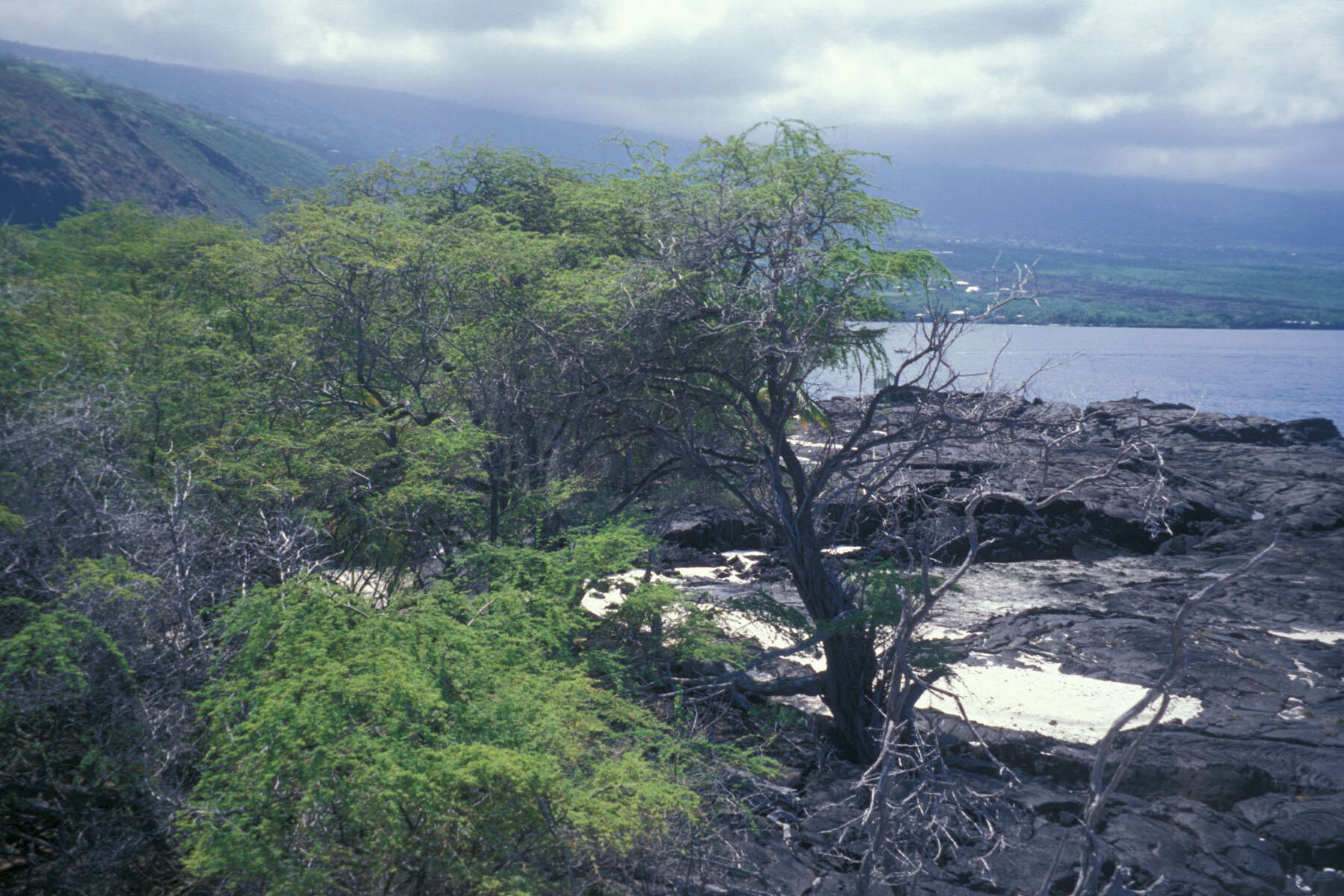 Image of kiawe