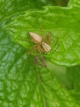 Image of Oxyopes gracilipes (White 1849)