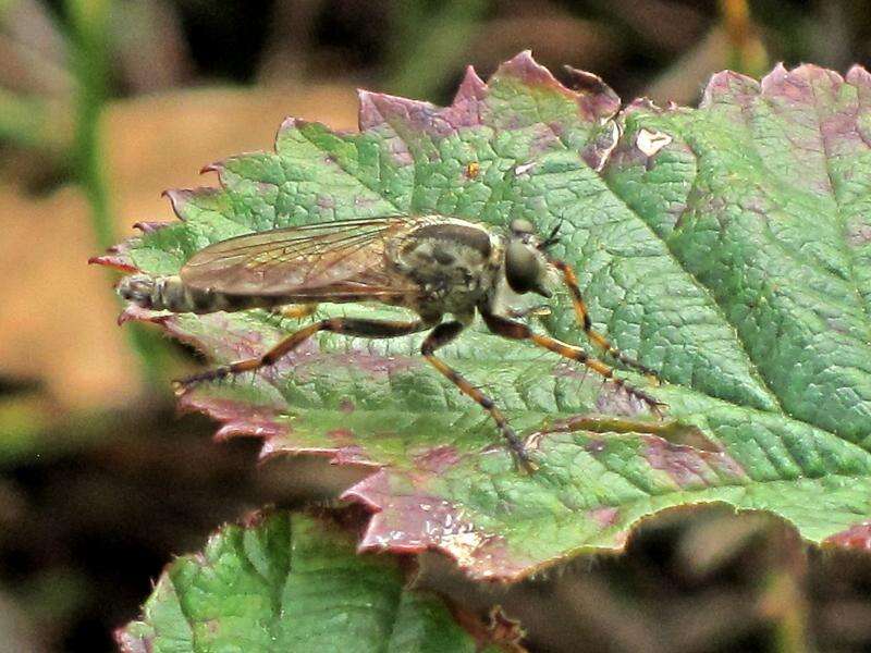 Image de Tolmerus cingulatus