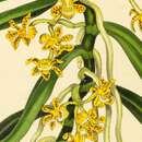 Image de Gastrochilus intermedius (Griff. ex Lindl.) Kuntze