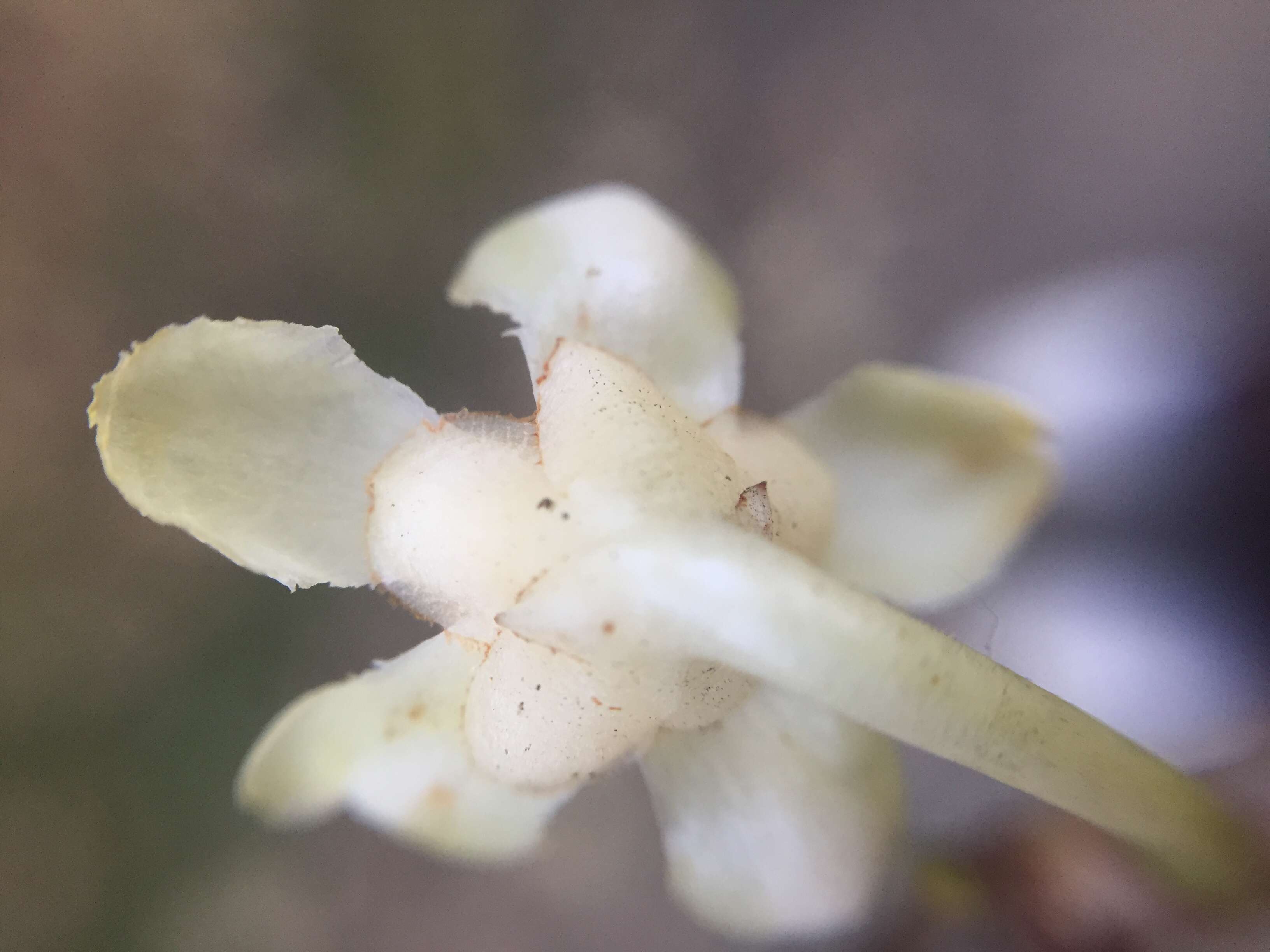 Image of Ternstroemia gymnanthera (Wight & Arn.) Sprague