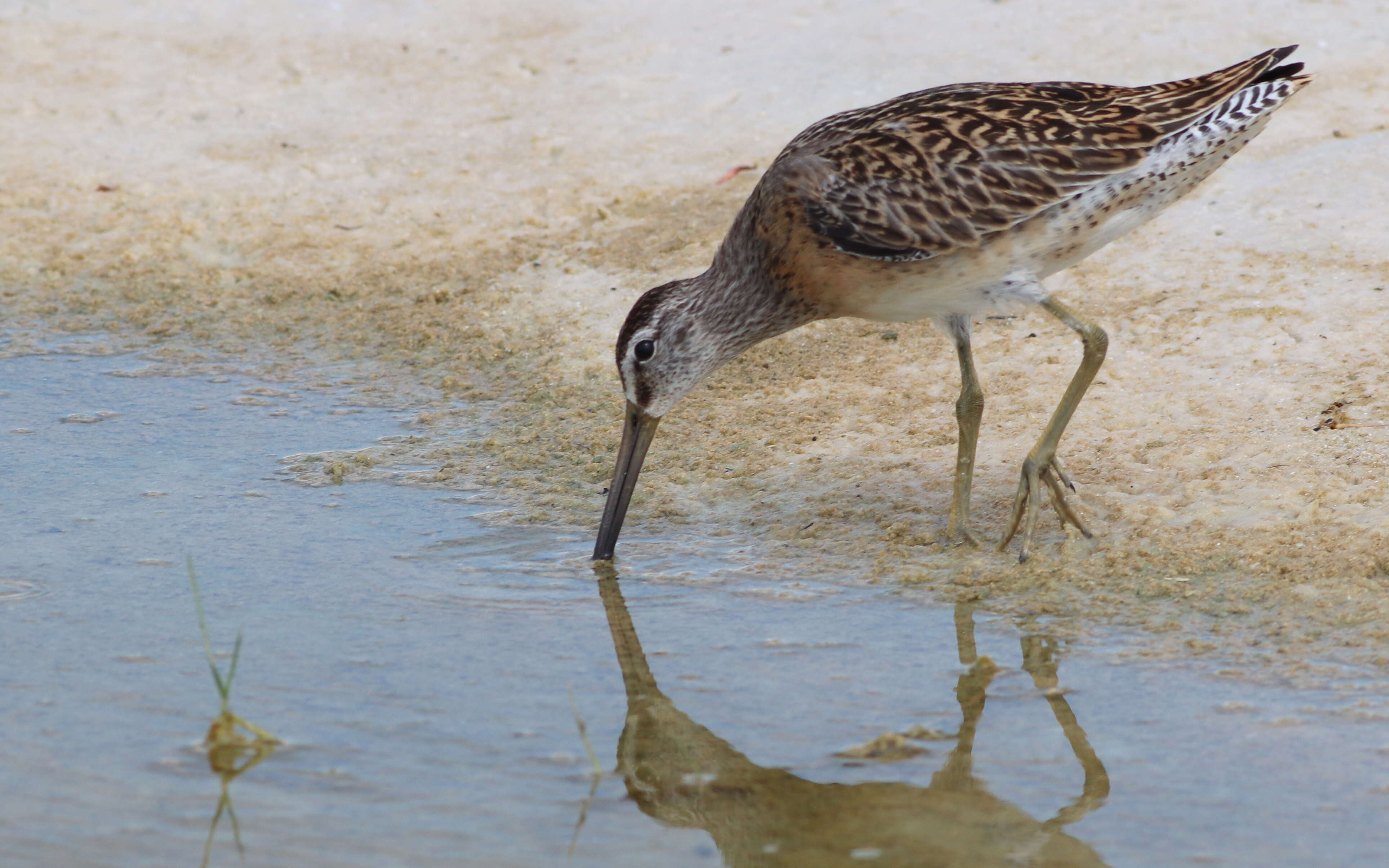 Image of Short-billed Dowitcher