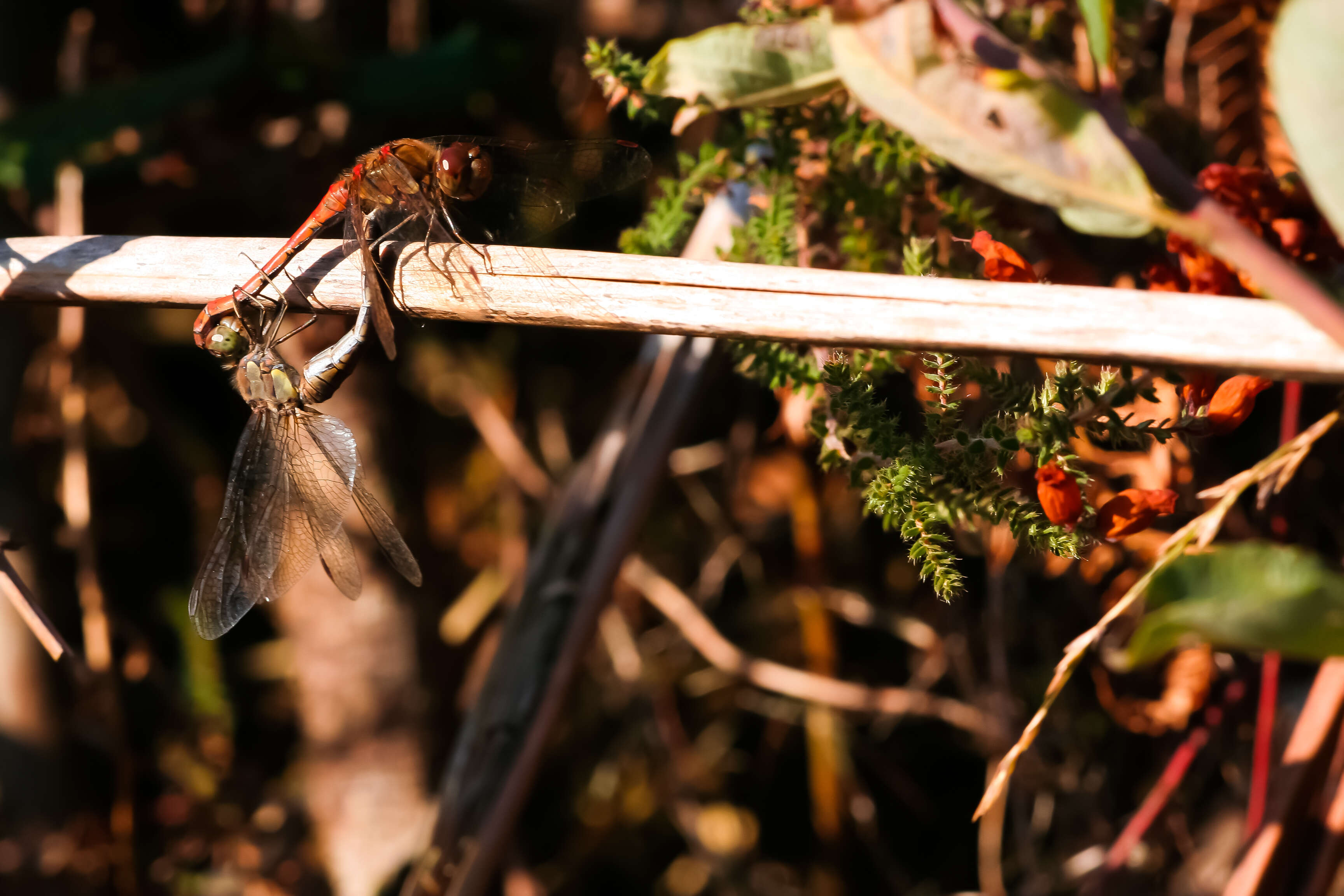 Image of Common Darter