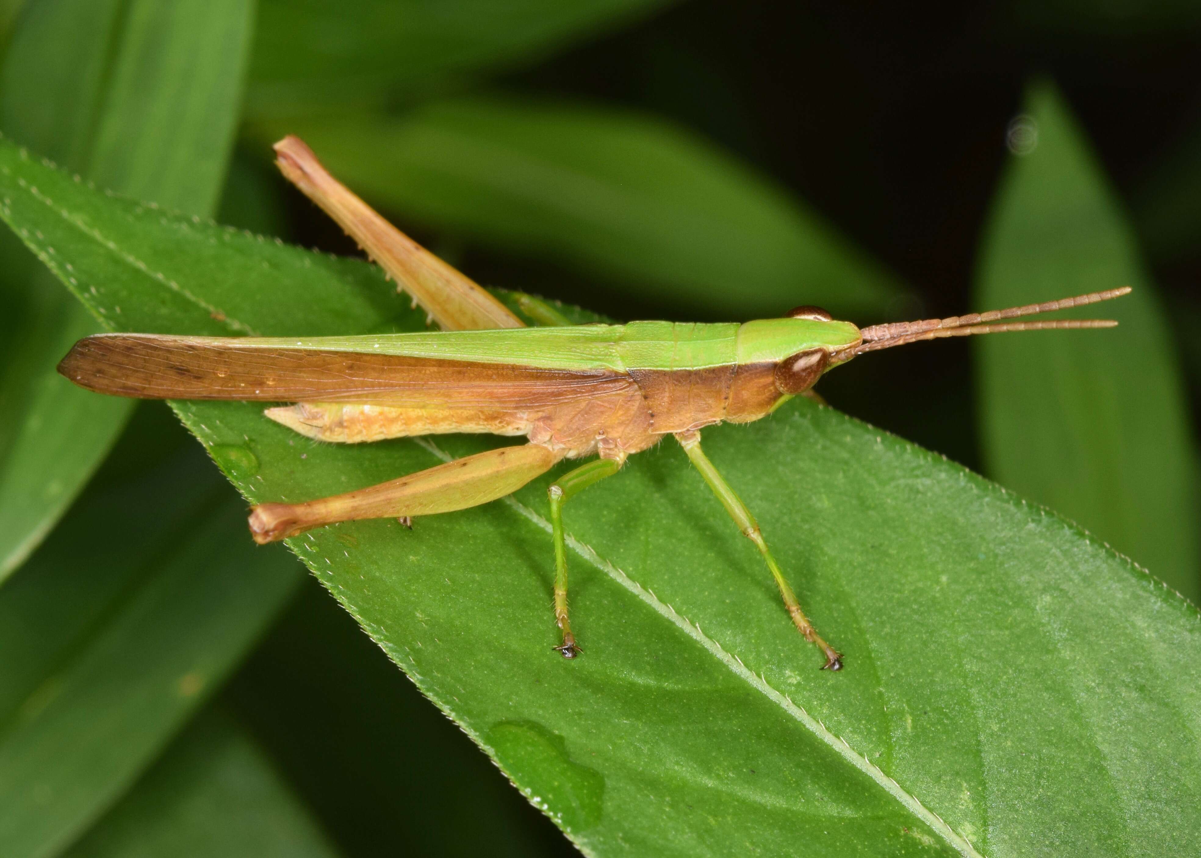 Metaleptea brevicornis (Johannson 1763) resmi